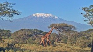 irc-safari-12634556682875-jpg irc-safari-12634556682875.jpg